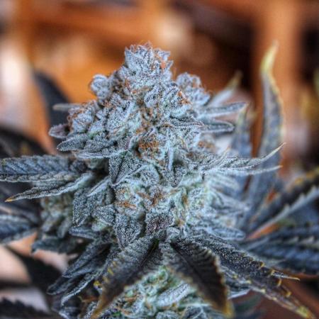 Tangerine Dream 🍊