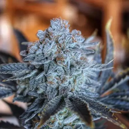 Tangerine Dream 🍊