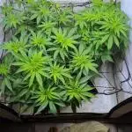 Canasseur Organic Grow