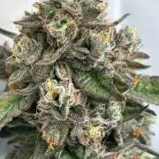 High THC Run ✨️