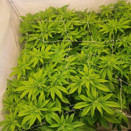 Ganja Farmer Cheese