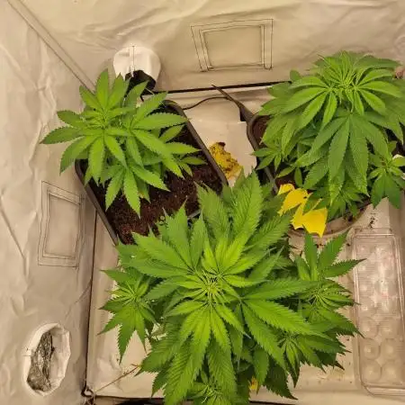 Canasseur Organic Grow