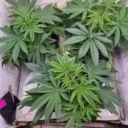 Eternity Grow Cup Cannaseur