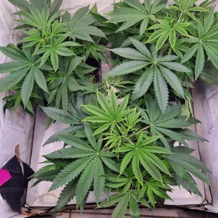 Eternity Grow Cup Cannaseur