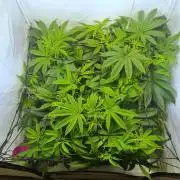 Eternity Grow Cup Cannaseur