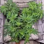 Canasseur Organic Grow