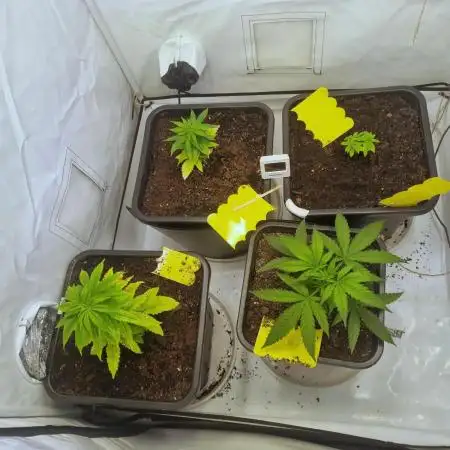 Canasseur Organic Grow