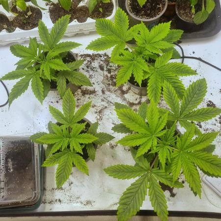 Eternity Grow Cup Cannaseur