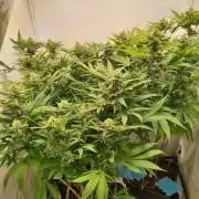 Tangerine Dream 🍊