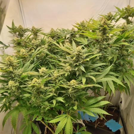 Tangerine Dream 🍊