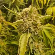 Tangerine Dream and Blueberry og