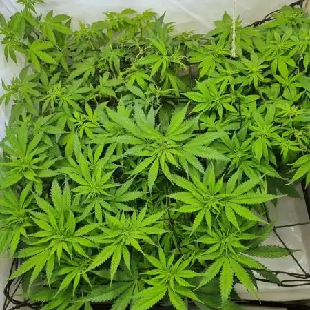Canasseur Organic Grow