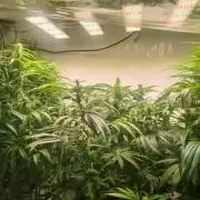 Tangerine Dream and Blueberry og