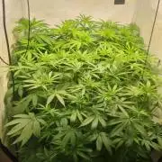 Tangerine Dream and Blueberry og