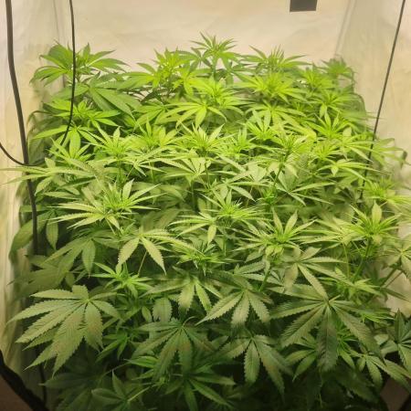 Tangerine Dream and Blueberry og