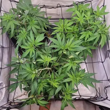 Canasseur Organic Grow