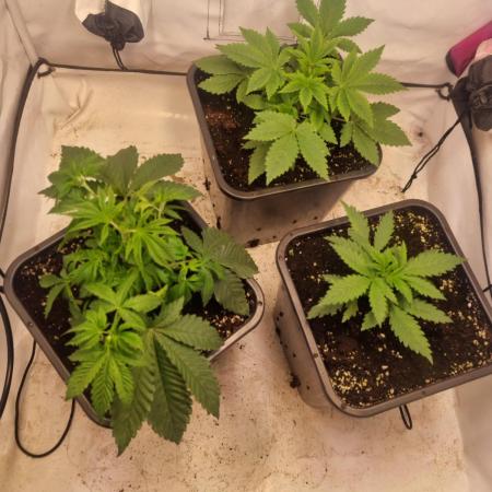 High THC Run ✨️