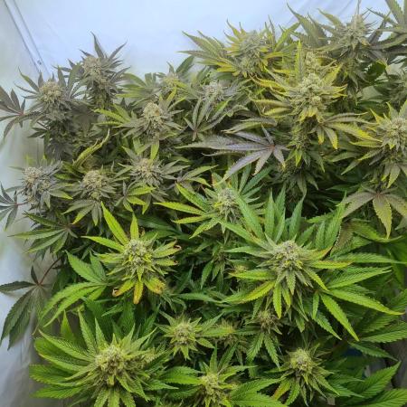 Tangerine Dream 🍊