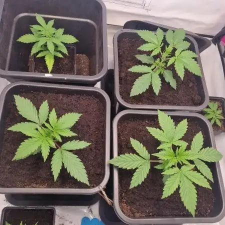 Tangerine Dream