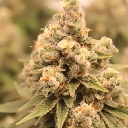 ⛽️ and 🍪