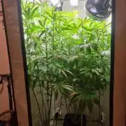 Tangerine Dream and Blueberry og