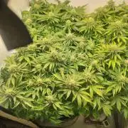 Ganja Farmer Cheese