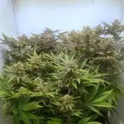 Tangerine Dream 🍊