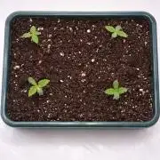 Eternity Grow Cup Cannaseur