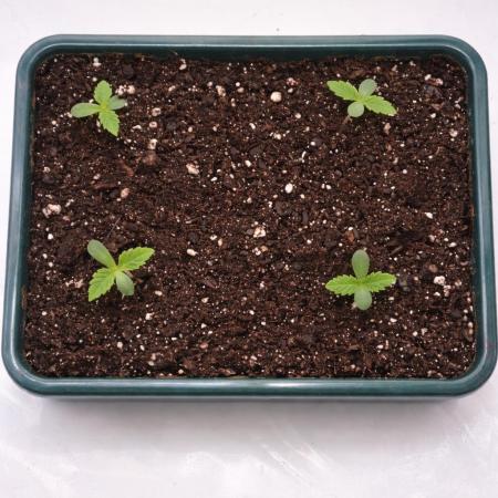 Eternity Grow Cup Cannaseur