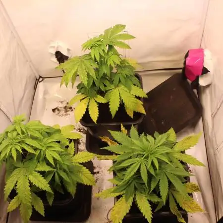 Tangerine Dream