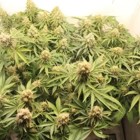 ⛽️ and 🍪