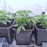 Eternity Grow Cup Cannaseur