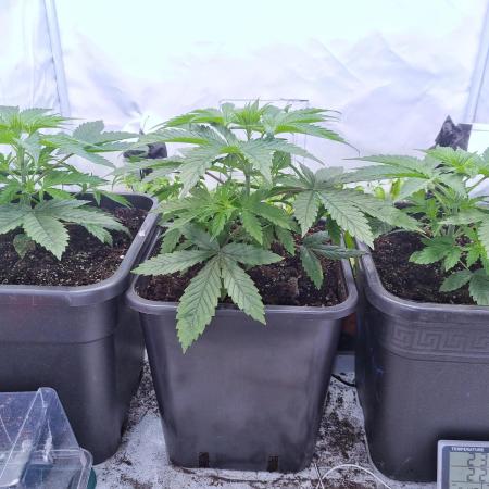 Eternity Grow Cup Cannaseur