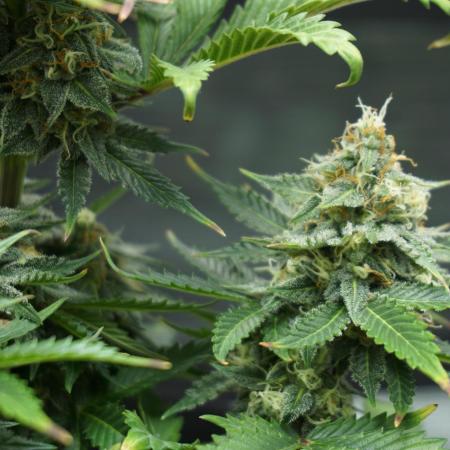 Mephisto - Northern Cheeze Haze Auto