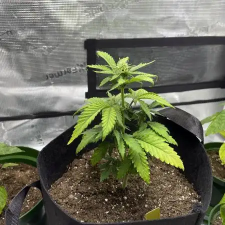 Mephisto - Northern Cheeze Haze Auto