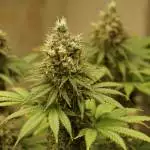 Biscotti - 34 Street Seed Co.