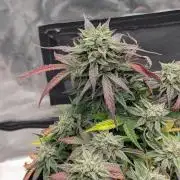 Night Owl Winter Run