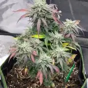 Night Owl Winter Run