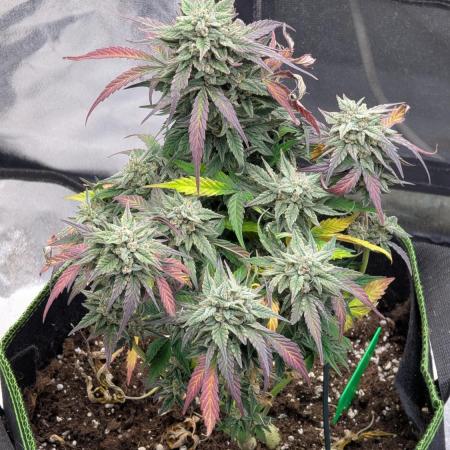 Night Owl Winter Run