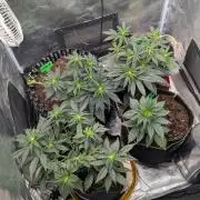 Night Owl Winter Run