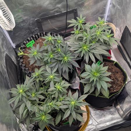 Night Owl Winter Run