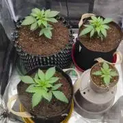 Night Owl Winter Run