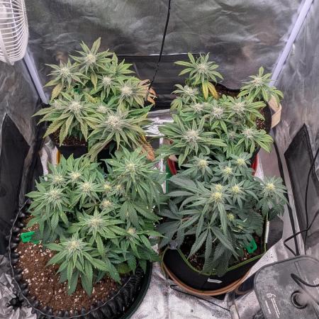 Night Owl Winter Run