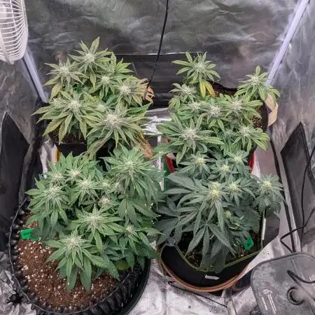 Night Owl Winter Run