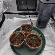 Night Owl Winter Run