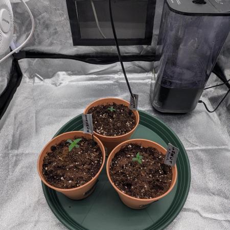 Night Owl Winter Run