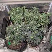 Night Owl Winter Run