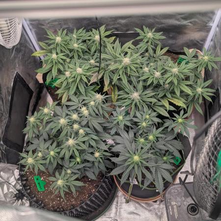 Night Owl Winter Run