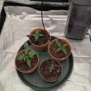 Night Owl Winter Run