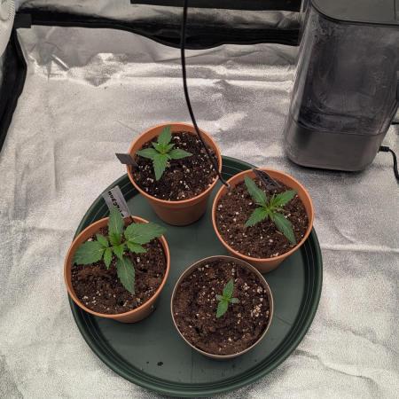 Night Owl Winter Run